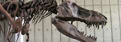 Скелет тиранозавра  рекса в музее California Academy of Sciences